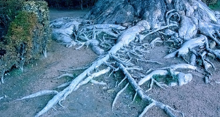 As raízes do carvalho são uma parte impressionante da árvore