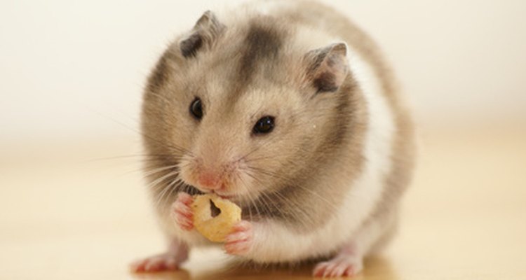 Hamsters are darling little pets