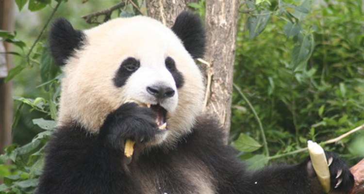 El panda gigante es un come pasto de un sólo estómago, que sobrevive principalmente a base de bambú.