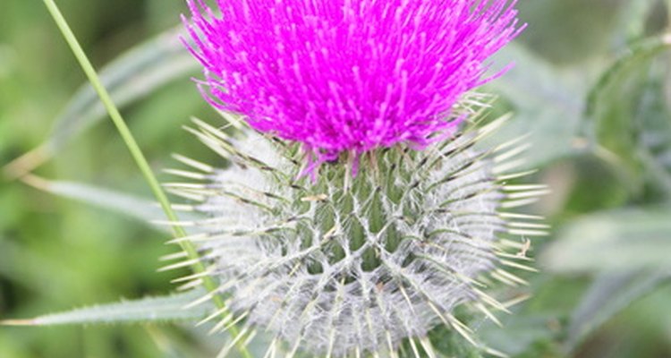 Carve a Scottish thistle or other significant design into your sgian dubh handle.
