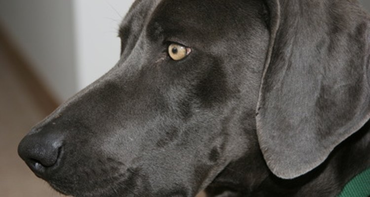 El glaucoma canino, si no se trata, puede generar ceguera.