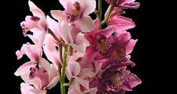 Deja de fertilizar las orquídeas a finales de agosto.