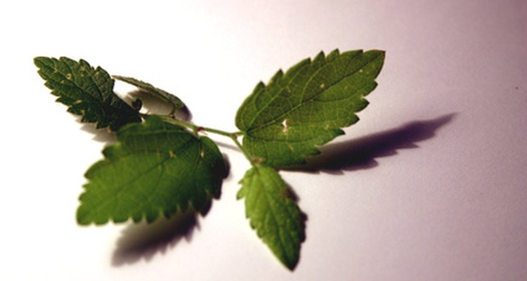 Folhas de hortelã podem ser enroladas em papel e fumadas