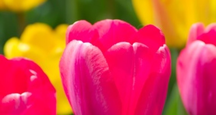 The tulip is a single bloom flower.