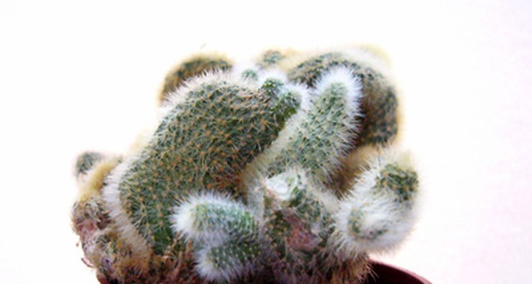 Los cactus retienen agua.