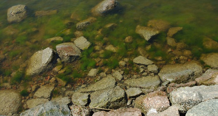 En la naturaleza, la clorella puede crecer tanto como para que el agua parezca verde.