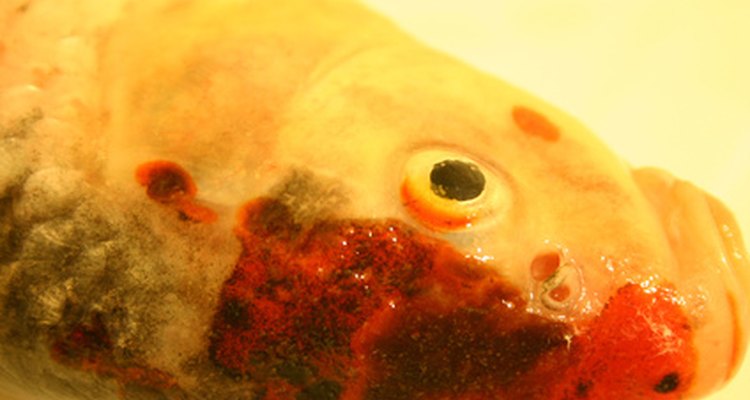 O permanganato de potássio pode tratar muitas doenças em peixes, matando as bactérias nocivas