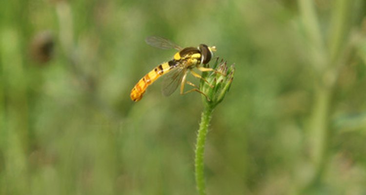 Wasps are parasidic stinging insects.
