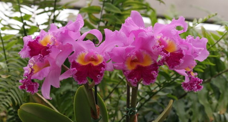 La orquídea es la flor nacional venezolana.