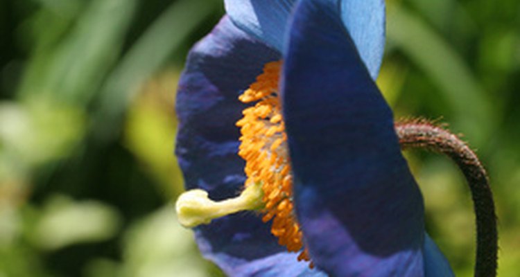 Himalayan Blue poppies require an expert gardener to ensure proper care and maintenance.