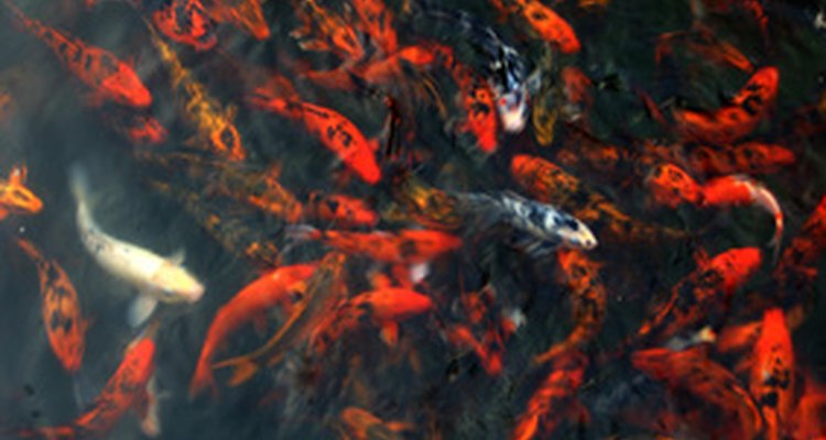 Los criadores profesionales suelen elegir un método alternativo para la reproducción de peces koi.
