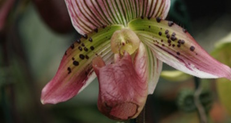 As orquídeas desenvolvem-se bem em jardins hidropônicos