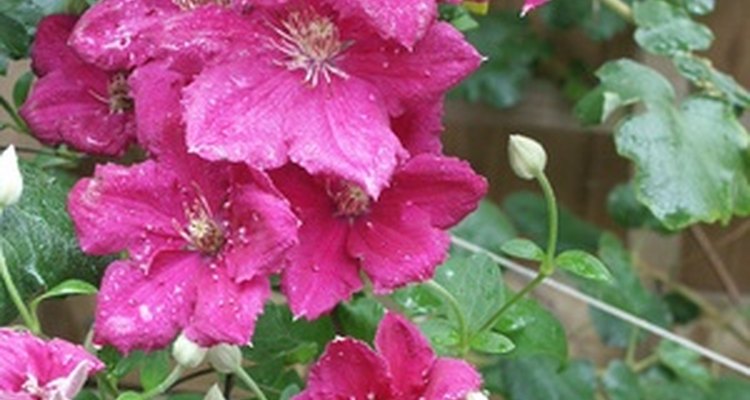 Disease or too much sun can brown clematis leaves.