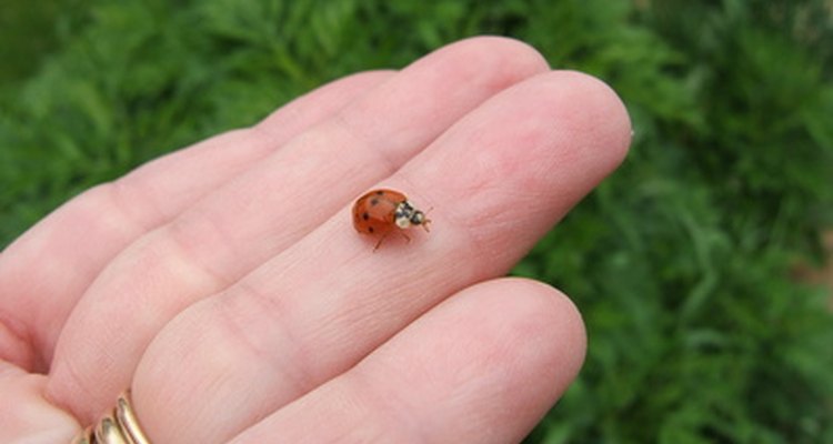 Ladybirds are beneficial in the garden.