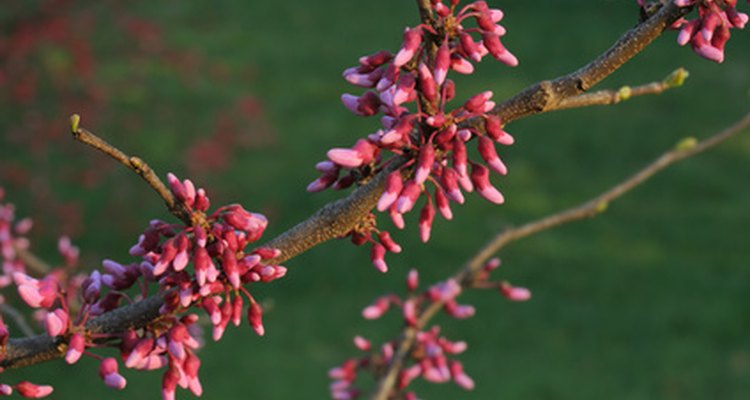 Pink flowers cover the Eastern Redbud tree in the spring.