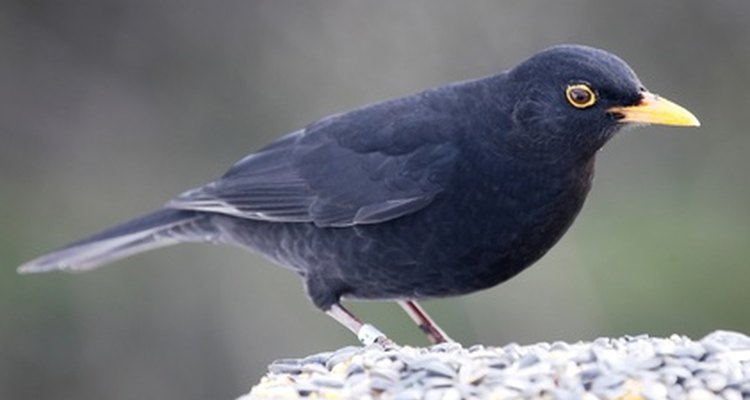 An adult male blackbird