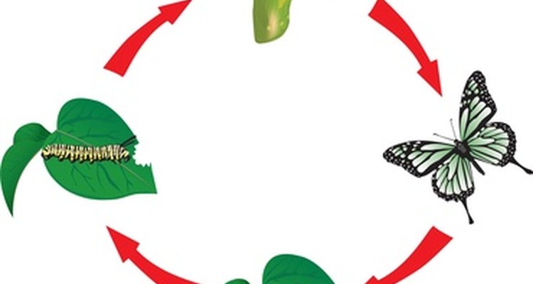 Life cycles are rarely as simple as this circle of life.