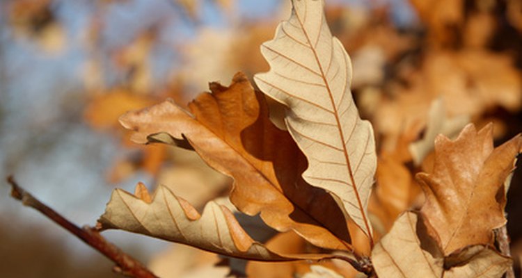 Some deciduous oak trees' leaves persist even into winter and early spring.