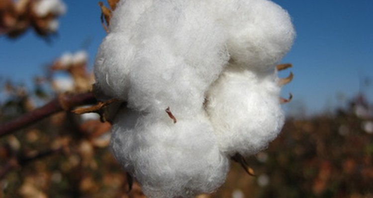 El algodón es un componente principal de la ropa convencional.