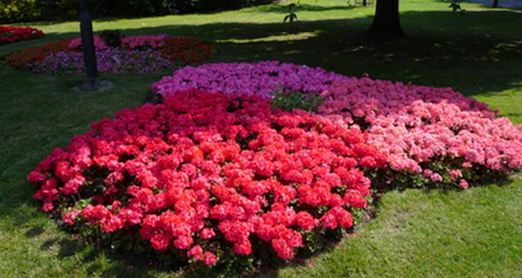 Many flowers and other plants enjoy shade.