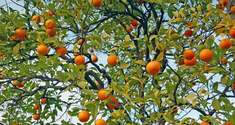 Los árboles de mandarina contienen los mismos componentes básicos de casi todos los árboles frutales.