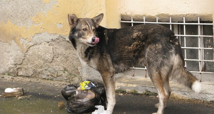 Comer lixo é uma das maiores causas de vômito em cachorros