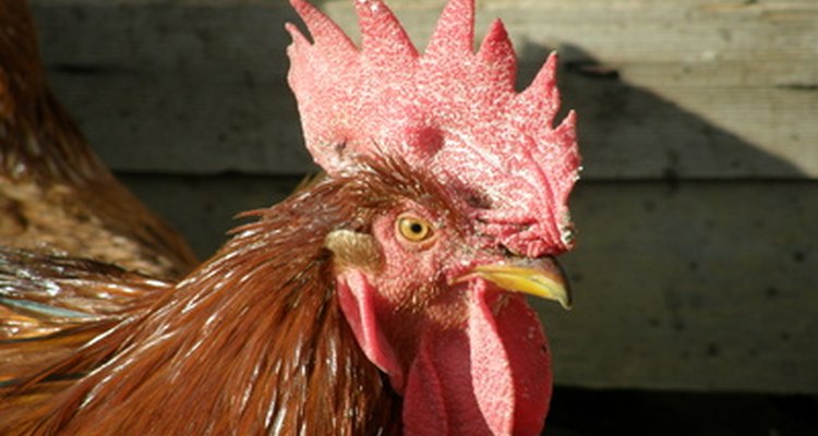 El gallo se distingue de la hembra por su gran cresta.