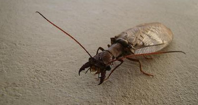 Las cucarachas requieren una fuente de alimento y agua.