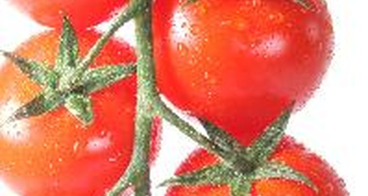 ¿Por qué los tomates no maduran en la rama?