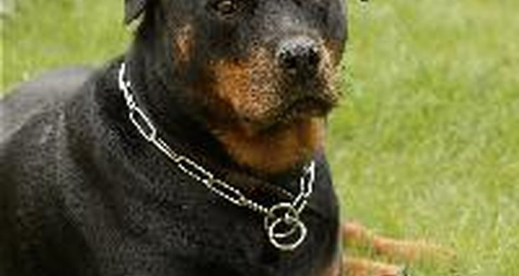 O causa mais comum de problema de pele em Rottweiler é a reação alérgica