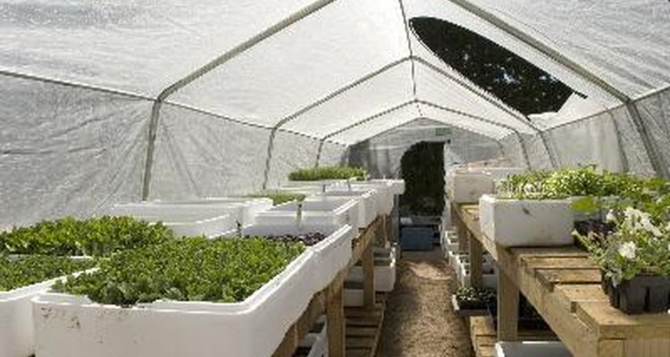 Aunque la mayoría de las personas saben que un invernadero se usa para cultivar plantas, muchos no conocen sus beneficios.