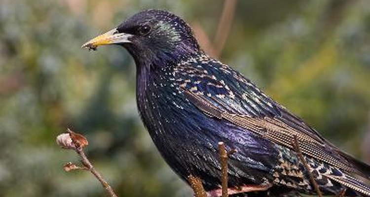 Starlings have mottled and speckled plumage.