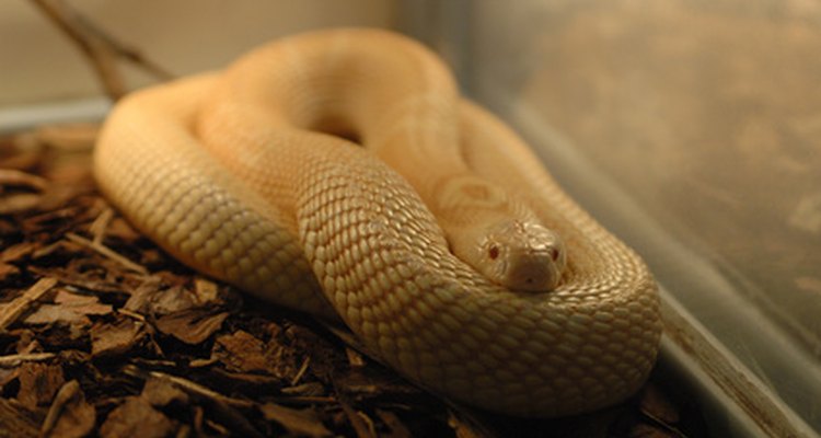 Las serpientes mascota pueden ser difíciles de encontrar en tu hogar una vez que se escapan.