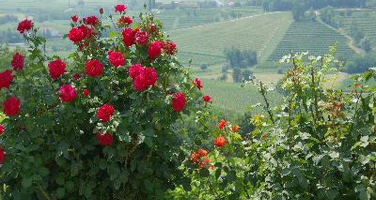 It is possible to have roses blooming in your garden all season long.