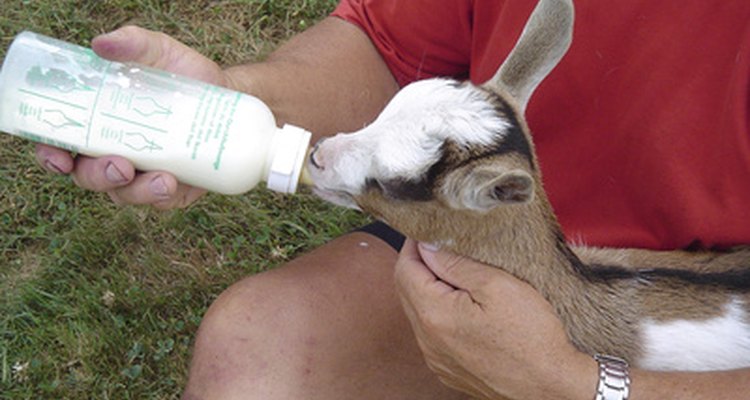 Los técnicos de veterinario son a veces responsables de la alimentación de los animales bajo su cuidado.