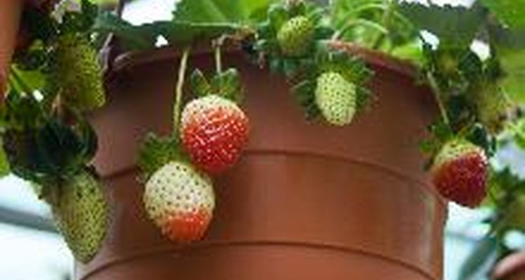 Las frutillas, las hierbas y otras plantas pequeñas crecen bien en macetas para frutillas.