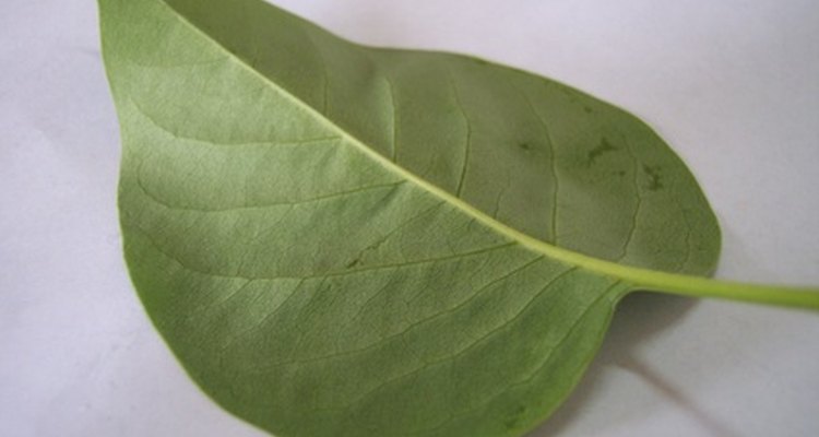 Las capas de las hojas funcionan individualmente para ayudar en el proceso de fotosíntesis.