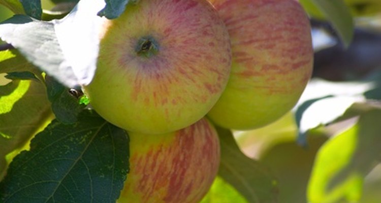 Los manzanos pueden cultivarse en patios pequeños, utilizando la técnica de espaldear.