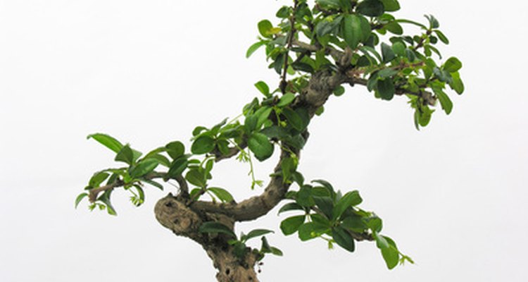 La desfoliación y buena luz solar adecuada ayudará a los jardineros de bonsái a mantener pequeñas las hojas de sus árboles.
