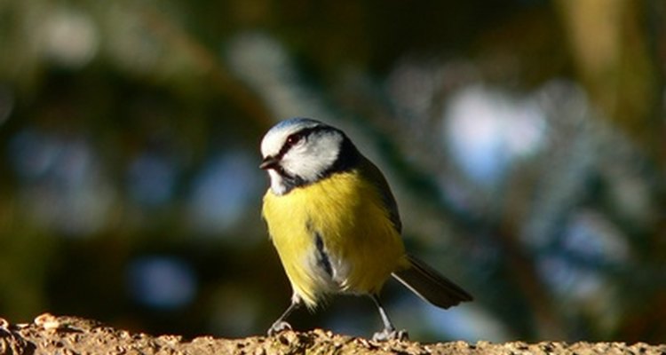 Boldy marked: a blue tit