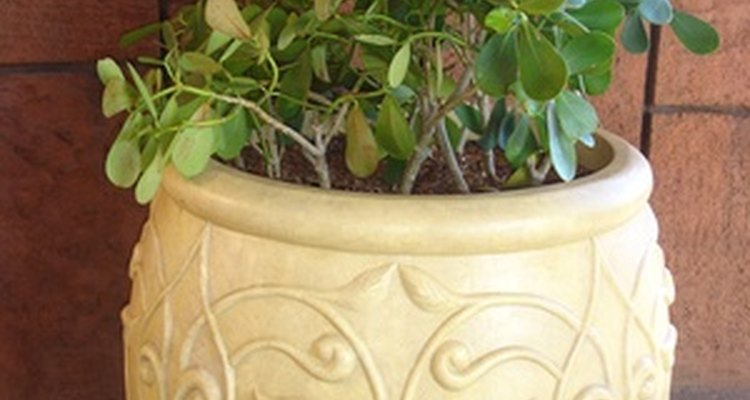 Salve suas plantas em vasos, tornando seus potes desagradáveis para o seu gato