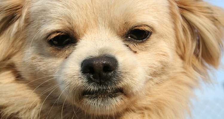 A uveíte é uma doença que também atinge os cães e deve ser tratada com urgência