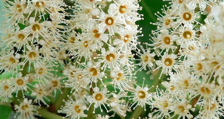Cherry laurel flowers are borne on 3 to 6 inch stems and carry a light, pleasant scent.