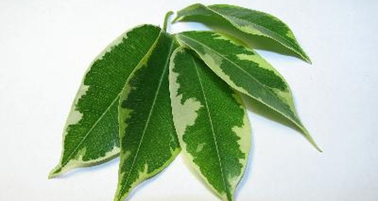 El género ficus cuenta con más de 800 especies de plantas.