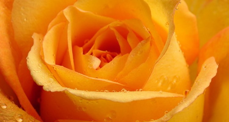 Rosa naranja.