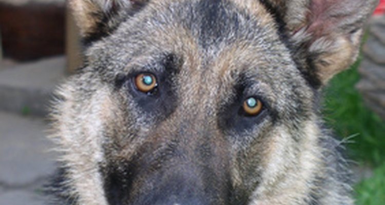 Los perros pastor alemán tienen mandíbulas poderosas.