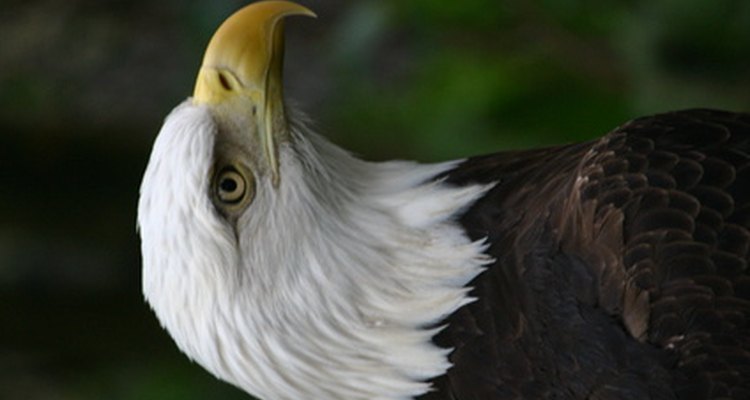 El águila es un ave grande que mide 37 pulgadas (94 cm) de largo.