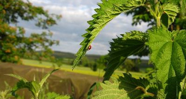 Ladybirds will eat your aphids for you.