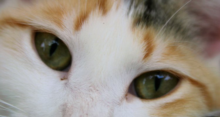 Conocer la personalidad de tu gato calicó es tan fácil como saber su raza.