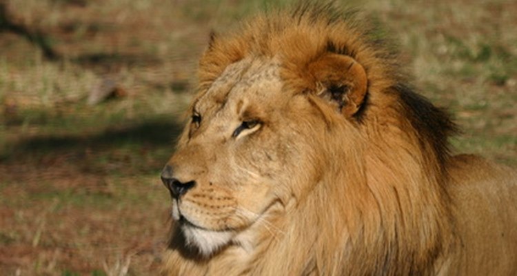 El alto valor de los trofeos de cabeza de león se ha traducido en un descenso en el número de leones africanos.